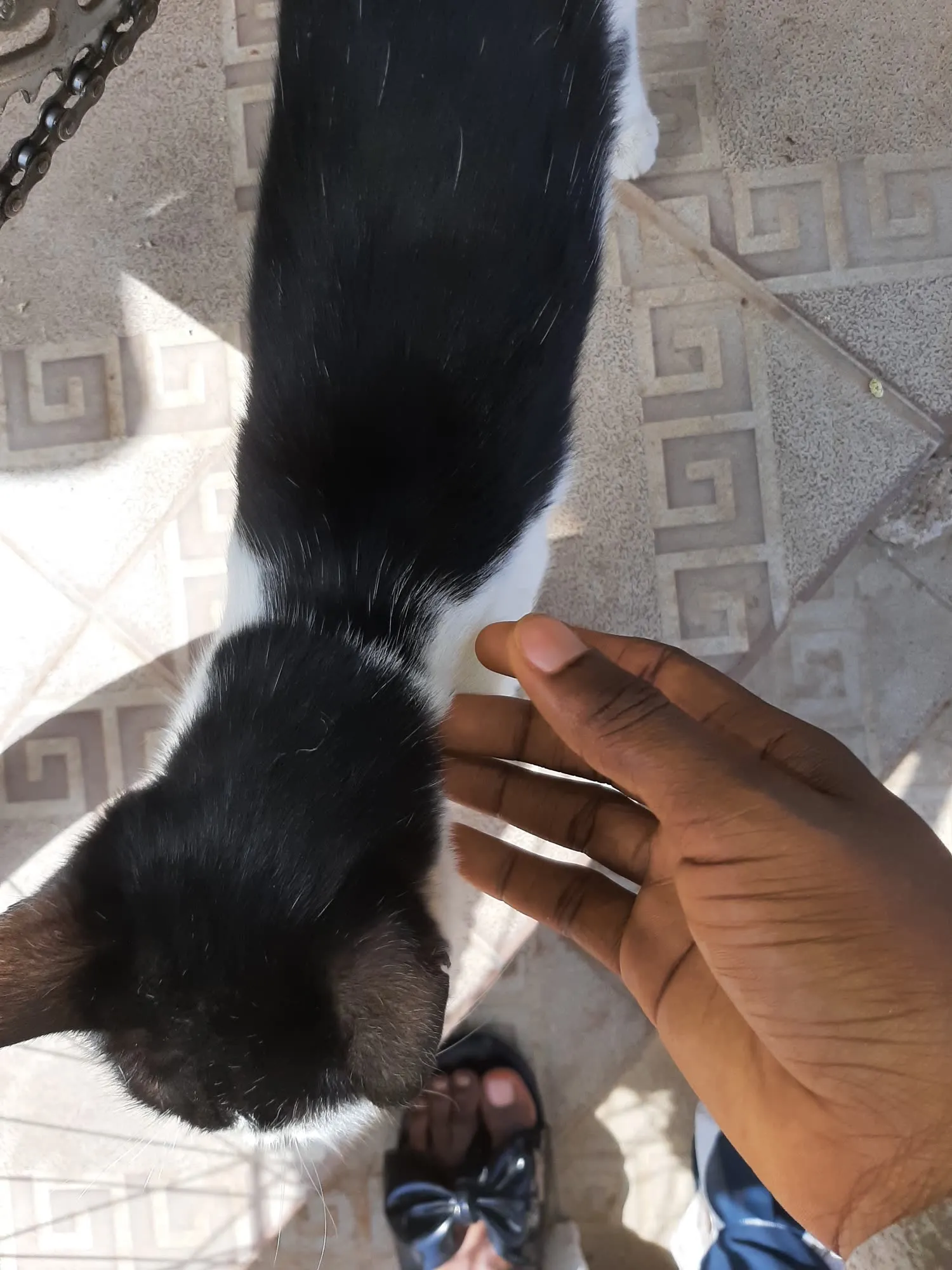 A volunteer steadying a black-and-white campus cat