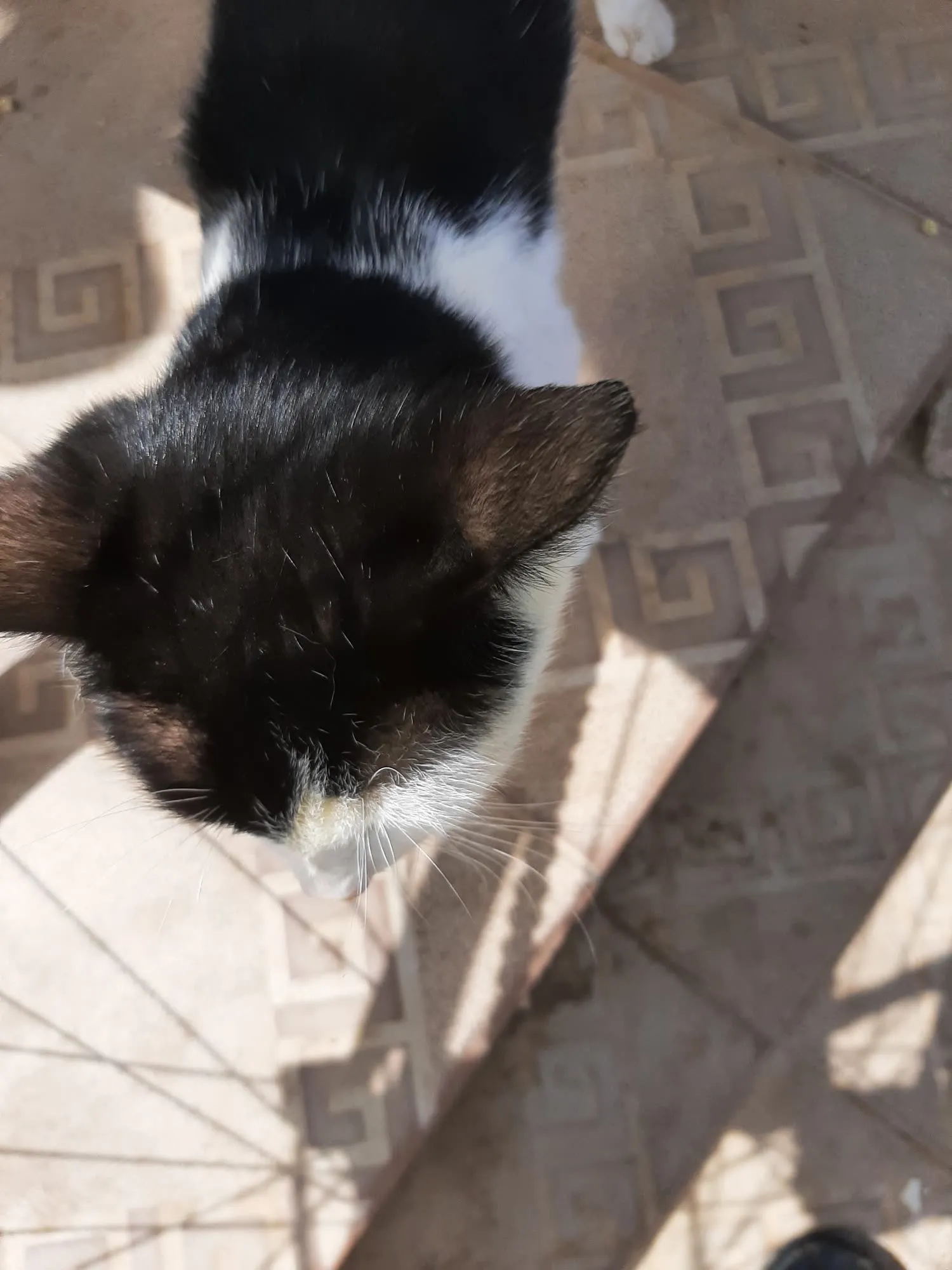 Danja, a cat looking for a home