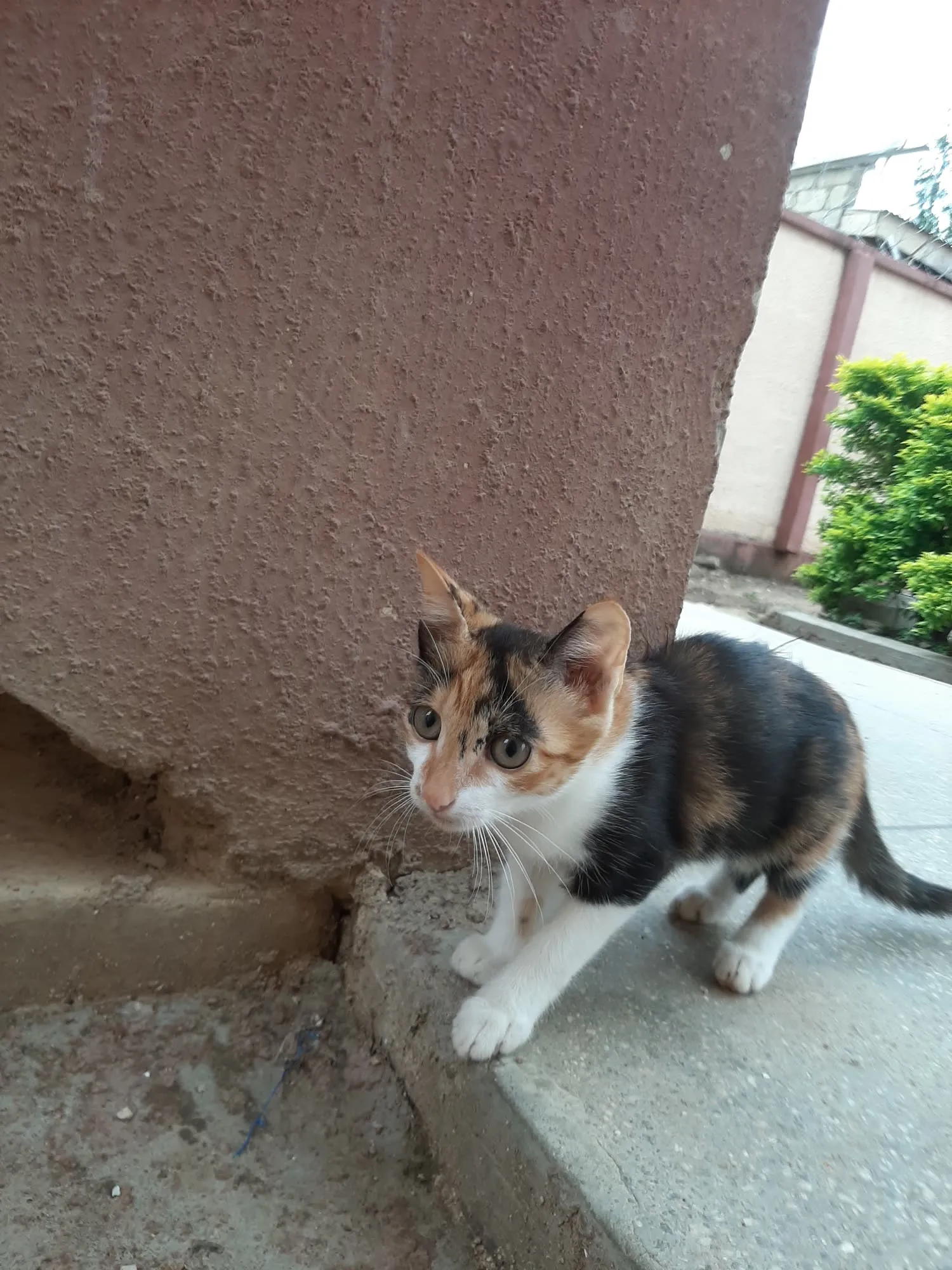 Amina, a cat looking for a home