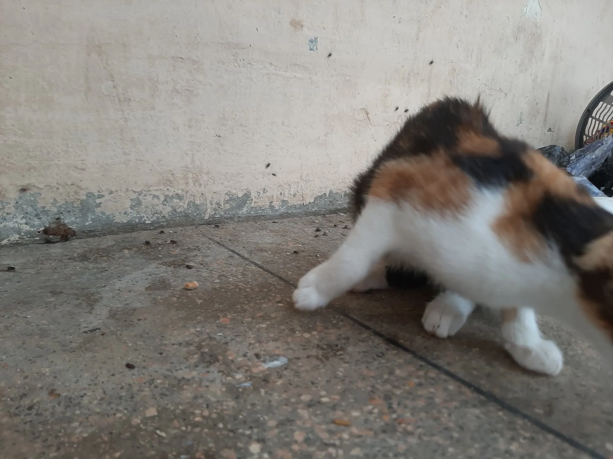 Hajiya, a cat looking for a home