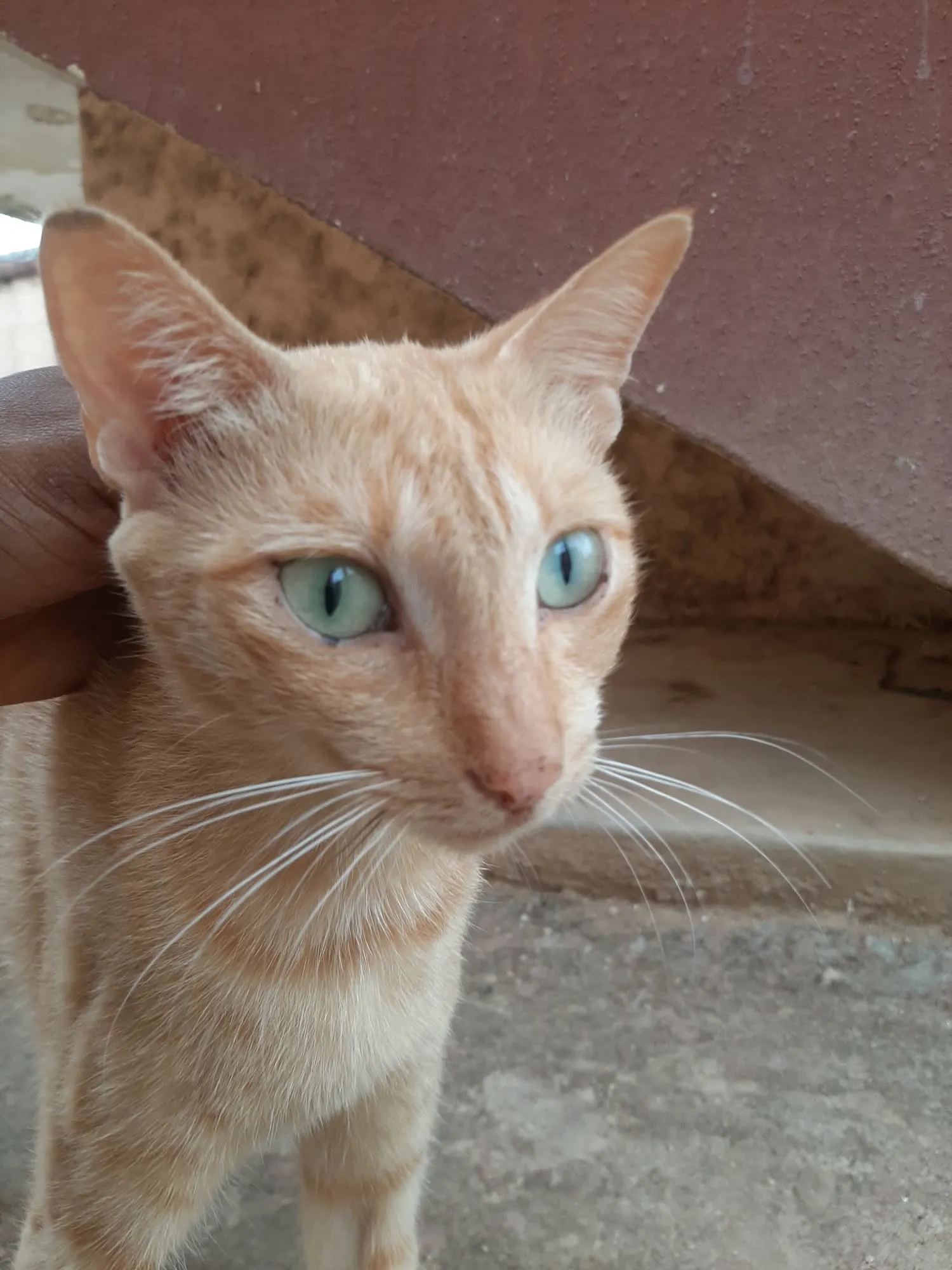 Zaria, a cat looking for a home