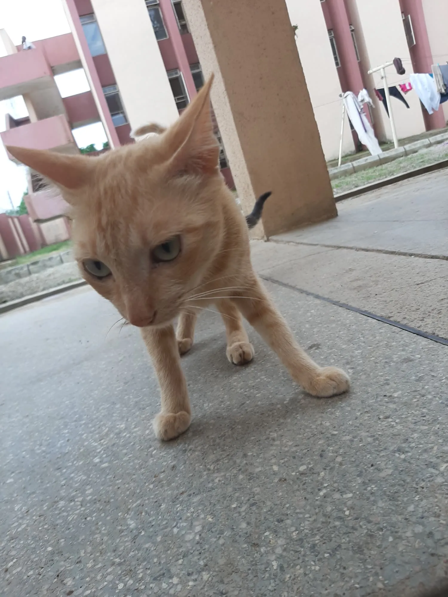 Sarki, a cat who lives at Senior staff quarters