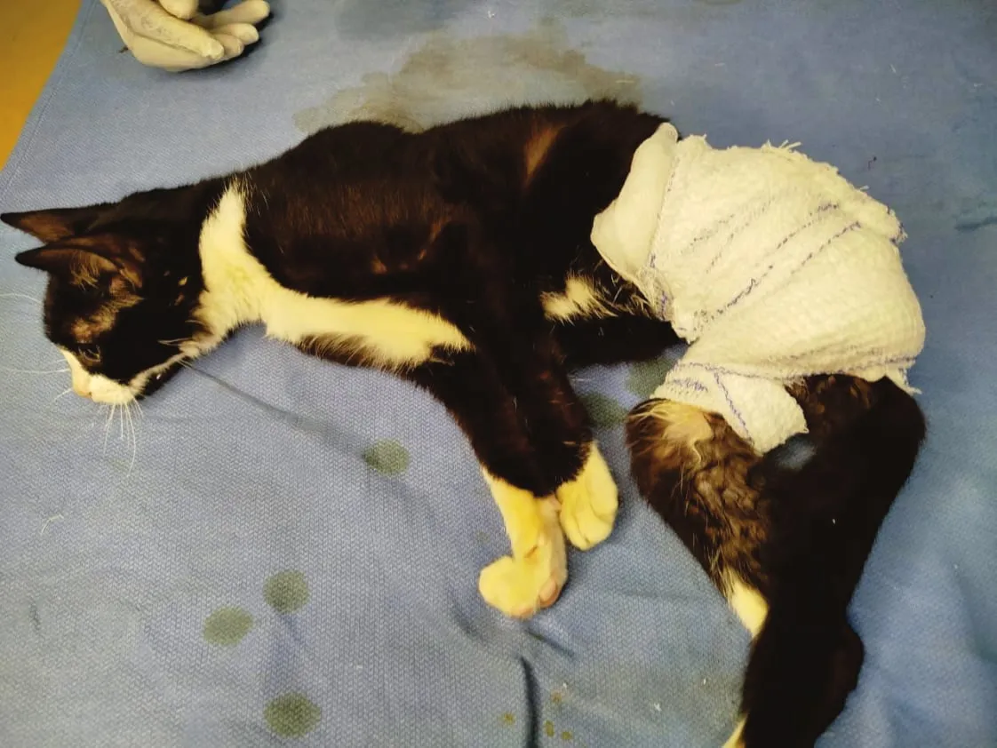 Musky lying on a surgical drape with his hind leg bandaged