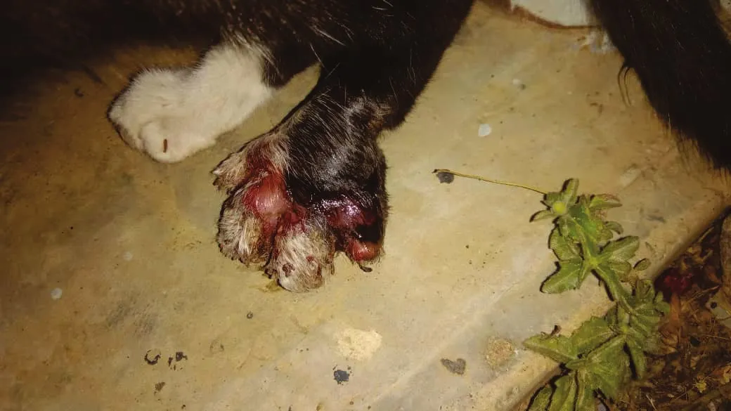 Musky’s injured left hind paw