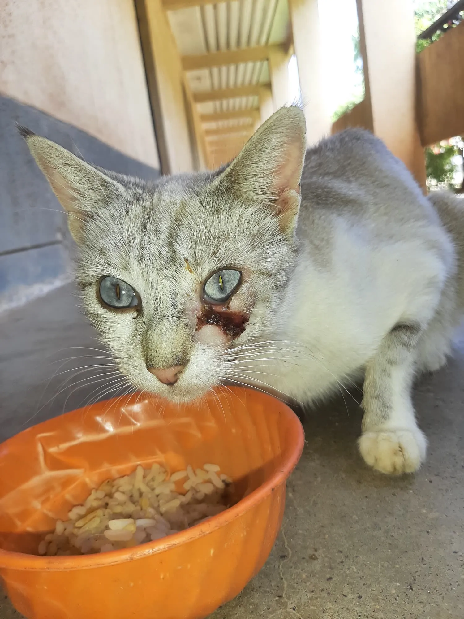 A campus cat eating from a bowl put out by volunteers